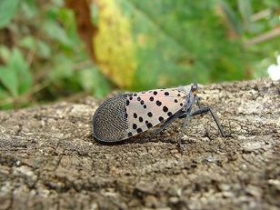 ENTO-IIL-03 Spotted Lanternfly Quarantine Training | Virginia ...